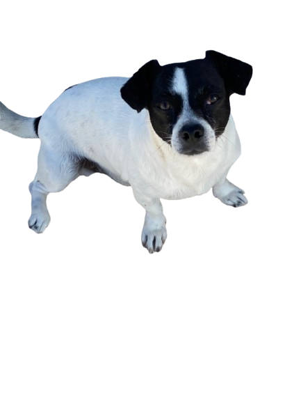 single_content_with_img