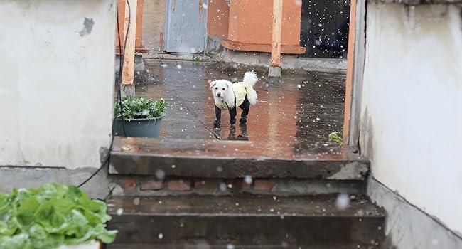 2025 Best Anti-Slip Dog Shoes Pet Paw Protector Dog Rain Booties, Dirty-proof & Anti-fall Dog Outdoor Dog Suspender Sock Shoes